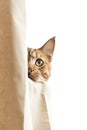 Cute tabby kitten peeking out from behind the curtains. isolated on white background. Royalty Free Stock Photo