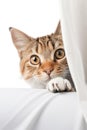 Cute tabby kitten peeking out from behind the curtains. isolated on white background. Royalty Free Stock Photo