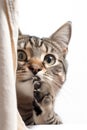 Cute tabby kitten peeking out from behind the curtains. isolated on white background. Royalty Free Stock Photo