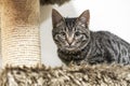 Cute tabby kitten playing on cat tree Royalty Free Stock Photo