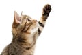 Cute tabby kitten raising paw up, Isolated on transparent background.