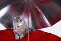 Cute tabby kitten on red background