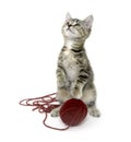 Cute tabby kitten with red ball of yarn