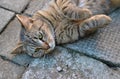 Cute tabby kitten resting on the pavement