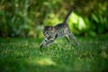 Kitten running in a meadow