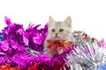 Cute tabby kitten sitting in colorful tinse