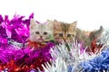 Cute tabby kitten sitting in colorful tinse