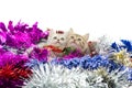 Cute tabby kitten sitting in colorful tinse