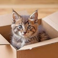 Tabby Kitten In Cardboard Box