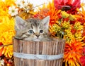 Cute tabby kitten sitting inside wooden barrel with flowers Royalty Free Stock Photo