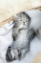 Cute tabby kitten sleeping Royalty Free Stock Photo