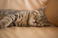 Cute tabby kitten is sleeping on the couch. Favorite pet fell asleep after playing. Royalty Free Stock Photo
