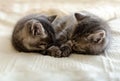 Cute tabby kitten sleeping, hugging, kissing on white paid at home. Newborn kitten, Baby cat, Kid animal and cat concept. Domestic Royalty Free Stock Photo