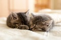 Cute tabby kitten sleeping hugging kissing on white paid at home. Newborn kitten Baby cat Kid animal and cat concept. Domestic Royalty Free Stock Photo