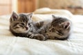 Cute tabby kitten sleeping, hugging, kissing on white paid at home. Newborn kitten, Baby cat, Kid animal and cat concept. Domestic Royalty Free Stock Photo