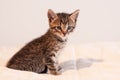 Cute tabby kitten on soft off-white comforter