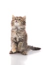 Cute tabby kitten standing with hind legs and licking lips