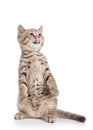 Cute tabby kitten standing with hind legs and licking snout isolated on white background Royalty Free Stock Photo