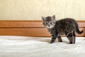 Cute tabby kitten standing on white plaid at home. Newborn kitten, Baby cat, Kid animal and cat concept. Domestic animal. Home pet Royalty Free Stock Photo