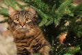 Cute Tabby Cat Climbing the Christmas Tree Royalty Free Stock Photo