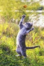 Cute tabby kitten on a summer sunny meadow catches a flying orange butterfly jumping in clear weather in the green grass in the