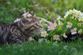 Cute tabby kitten surrounded by flowers