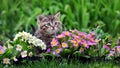 Cute tabby kitten surrounded by flowers