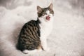 Cute tabby kitten with sweet looking eyes yawning on background of grey wall. Adorable homeless kitty licking with tongue after