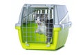 Cute tabby kitten in a transport box