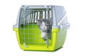 Cute tabby kitten in a transport box