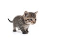 Cute tabby kitten on white background Royalty Free Stock Photo