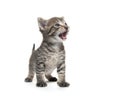 Cute tabby kitten on white background Royalty Free Stock Photo