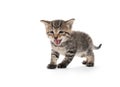 Cute tabby kitten on white background Royalty Free Stock Photo