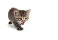 Cute tabby kitten on white background Royalty Free Stock Photo