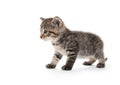 Cute tabby kitten on white background Royalty Free Stock Photo