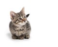 Cute tabby kitten on white background Royalty Free Stock Photo