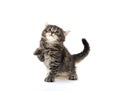 Cute tabby kitten on white background Royalty Free Stock Photo