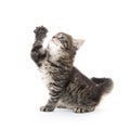 Cute tabby kitten on white background Royalty Free Stock Photo