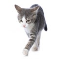 Cute tabby kitten on white background Royalty Free Stock Photo