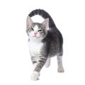 Cute tabby kitten on white background Royalty Free Stock Photo