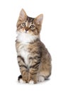 Cute tabby kitten on a white background. Royalty Free Stock Photo