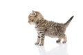 Cute tabby kitten on white background Royalty Free Stock Photo