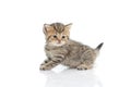 Cute tabby kitten on white background Royalty Free Stock Photo