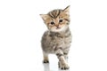 Cute tabby kitten on white background Royalty Free Stock Photo
