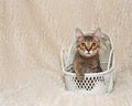 Cute Tabby Kitten in White basket
