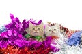 Cute tabby kittens sitting in colorful tinse