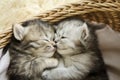 Cute tabby kittens sleeping and hugging Royalty Free Stock Photo