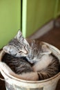 Cute tabby kittens sleeping and hugging Royalty Free Stock Photo