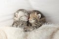 Cute tabby kittens sleeping and hugging Royalty Free Stock Photo