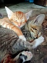 Cute tabby kittens sleeping and hugging Royalty Free Stock Photo